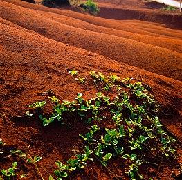 《赛马娘 Pretty Derby》DLC第一弹公开 爱丽丝队参战